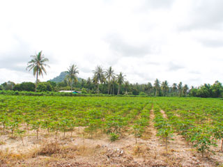 Land For Sale