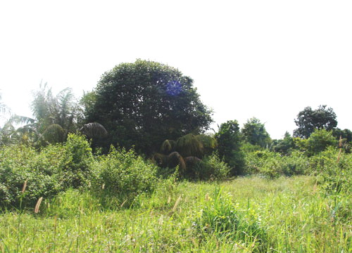 North Pattaya Land Allotment