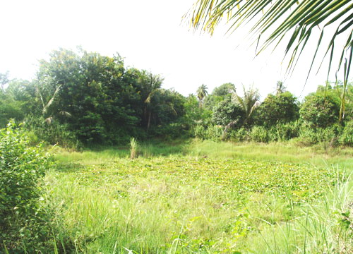 North Pattaya Land Allotment