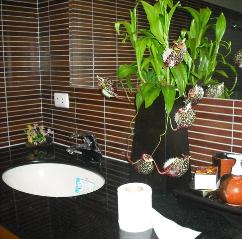 4 Bedrooms Jomtien House With Private Pool for Rent