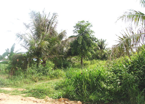 North Pattaya Land Allotment